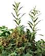 Rosemary, Thyme, Sage Parsely close up