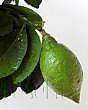 Young green fruit Close Up