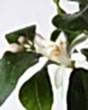 Large Lemon Flower in spring