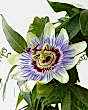 Closeup of Passionflower