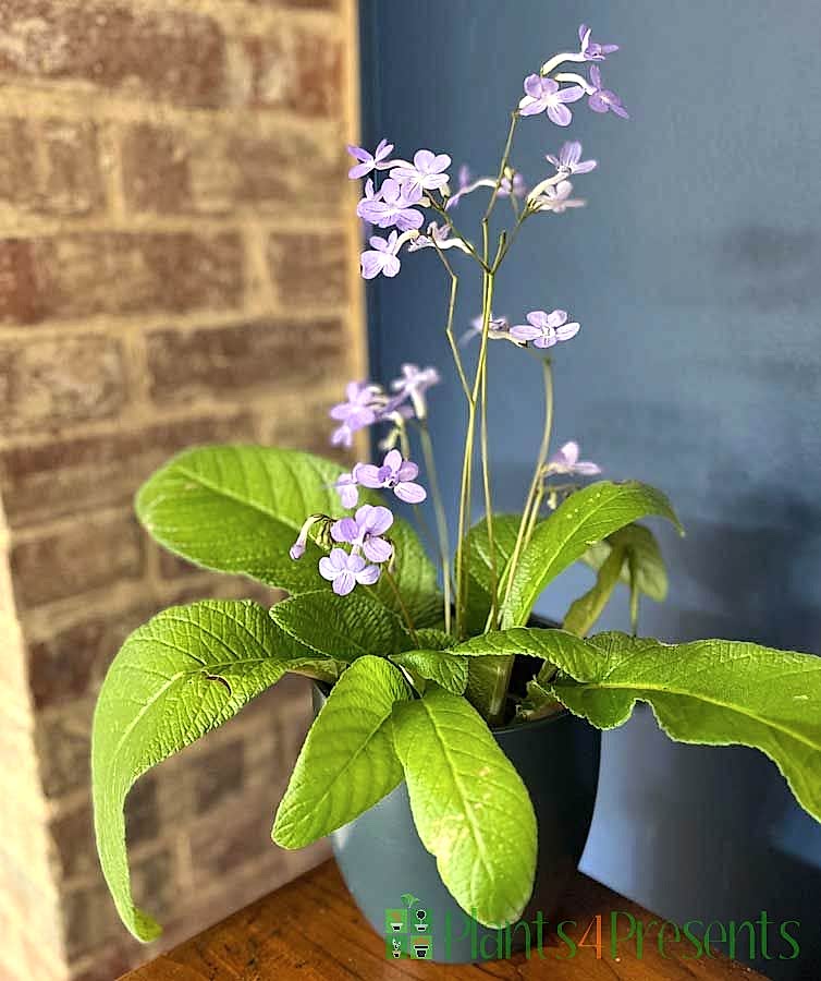 Cape Primrose Spring 2025