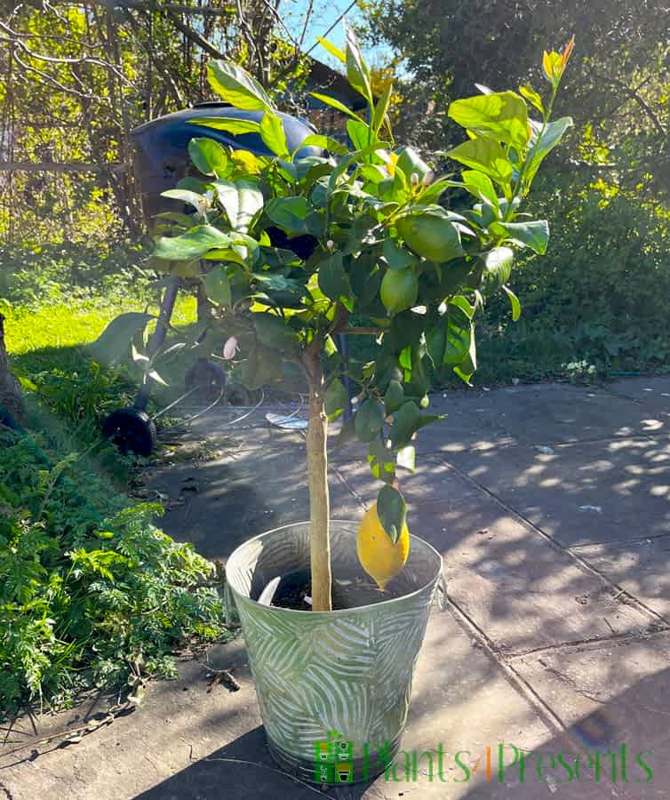 Large lemon tree