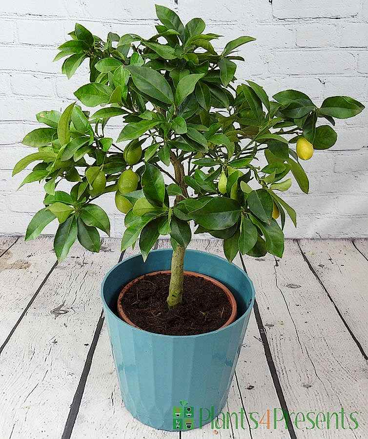 Large Limequat Tree 2025
