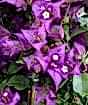 Large Bougainvillea Pyramid