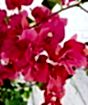 Pink bougainvillea