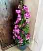 Large Bougainvillea Pyramid