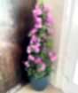 Large Bougainvillea Pyramid