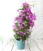Large Bougainvillea
