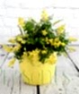 Flowering Broom          