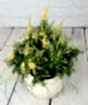 Flowering Broom