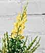 Flowering Broom          