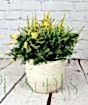 Flowering Broom          