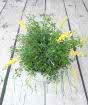 Flowering Broom          