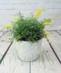 Flowering Broom 2025