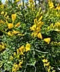 Flowering Broom