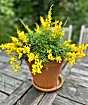 Flowering Broom          