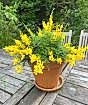 Flowering Broom May