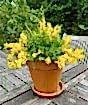 Flowering Broom          