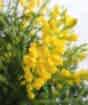 Flowering Broom          