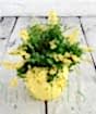 Flowering Broom          