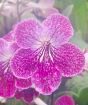 cape primrose flower