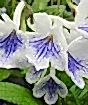 Cape primrose