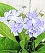 Pale Blue Cape Primrose