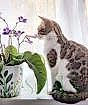 Cape Primrose Pet-friendly