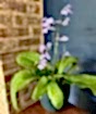 Cape Primrose Spring 2025