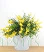 Flowering Broom in Zig Zag Pail