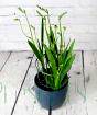 Freesia