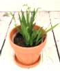 Freesia in Terracotta