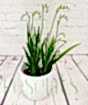 Freesia