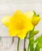 Freesia