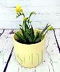 Yellow freesia in yellow ceramic pot