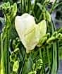 Freesia