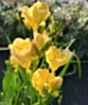 New season freesia