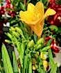 Freesia flowers
