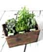 Herb Planter