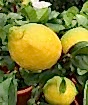 Nearly ripe Lemons