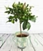 Large Lemon tree with medium green fruit