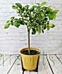 Large Lemon Tree         