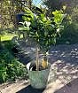 Large lemon tree