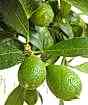 Limequat fruits