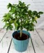 Large Limequat Tree 2025
