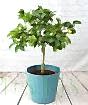 Large Limequat Tree      