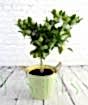 Limequat tree in green pail