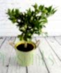 Large Limequat