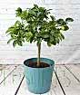 Large Limequat Tree      