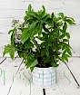 Passionflower Hoop in Blue Lines ceramic pot